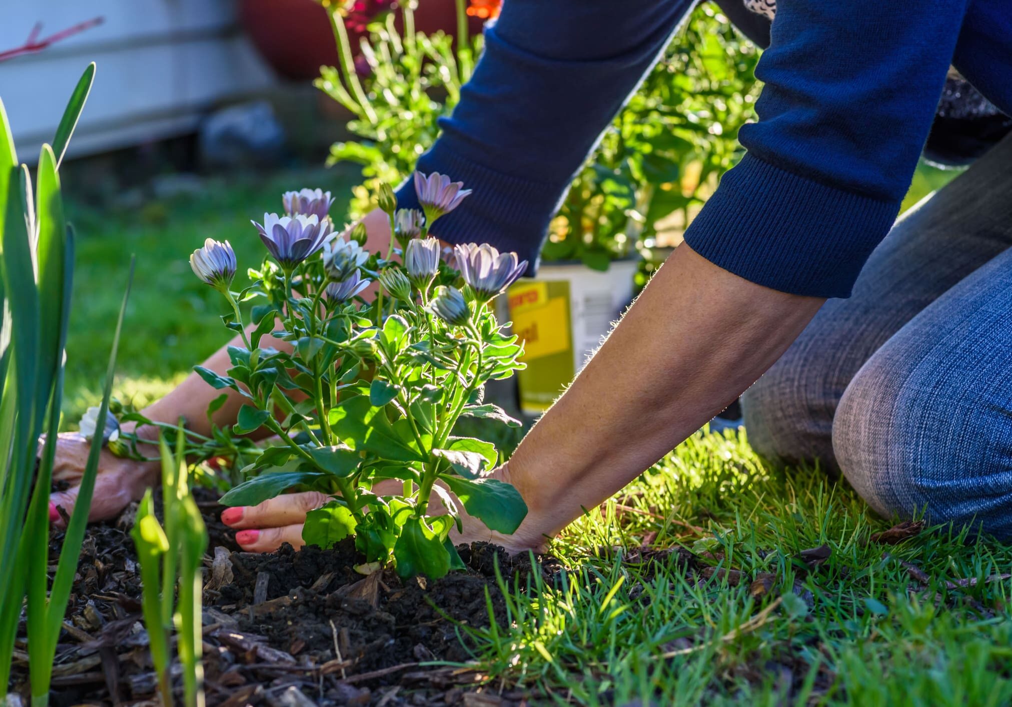 Gardener planting flowers in a sunny garden.