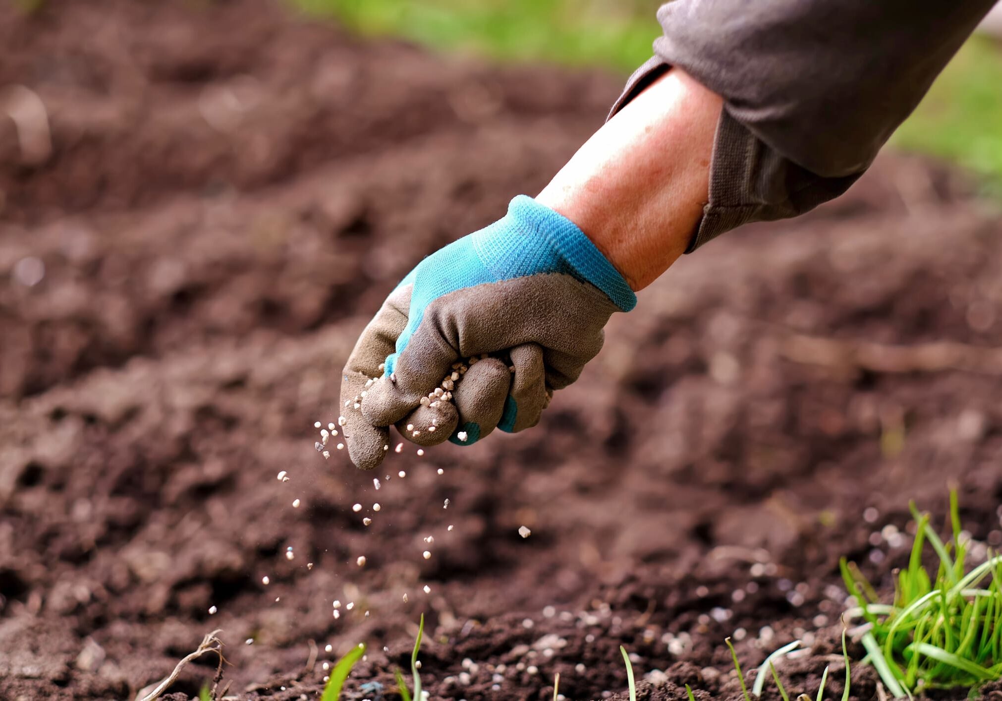 Gloved hand sprinkling seeds onto soil.