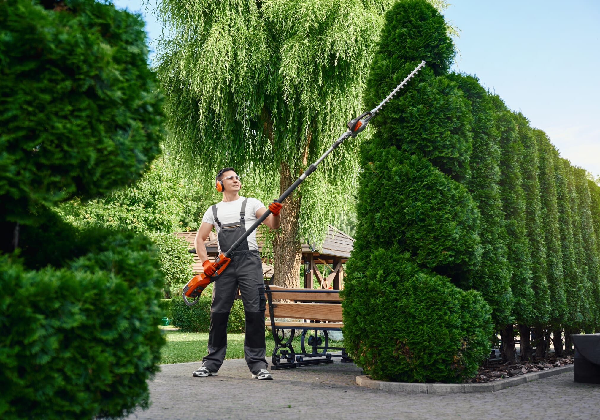 Gardener trimming tall hedges with pole saw.
