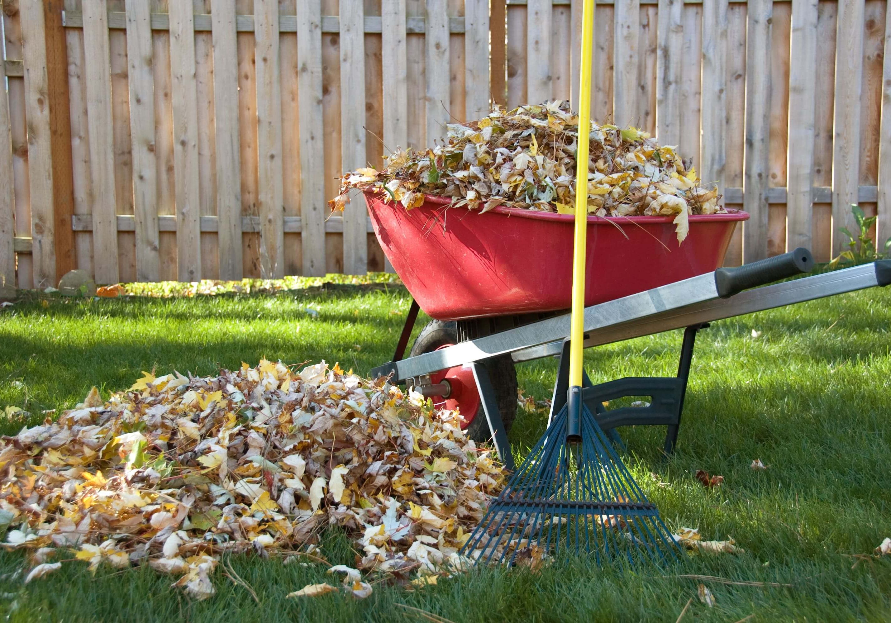 Red wheelbarrow with leaves and rake.
