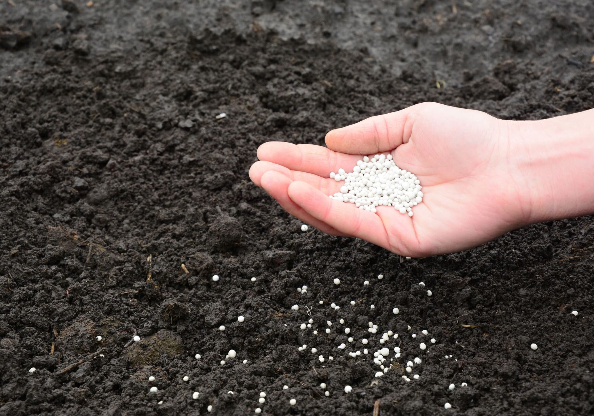 Hand spreading fertilizer on soil.