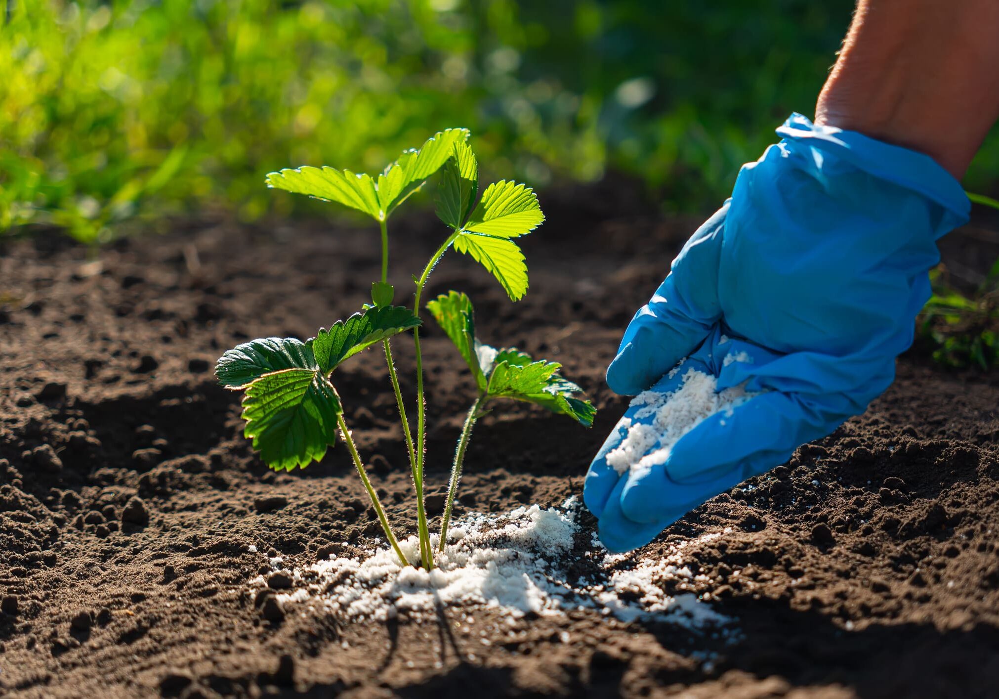 Gloved hand fertilizing young plant outdoors.
