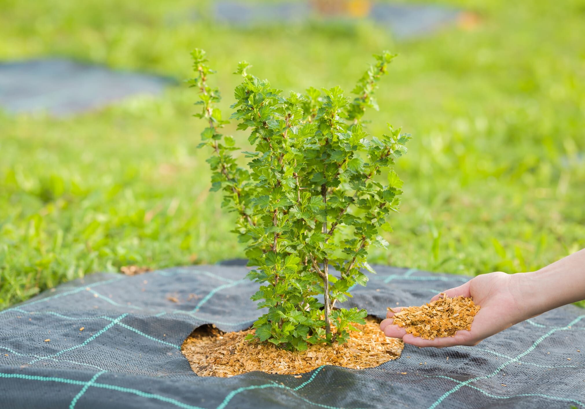Hand mulching a small green plant.