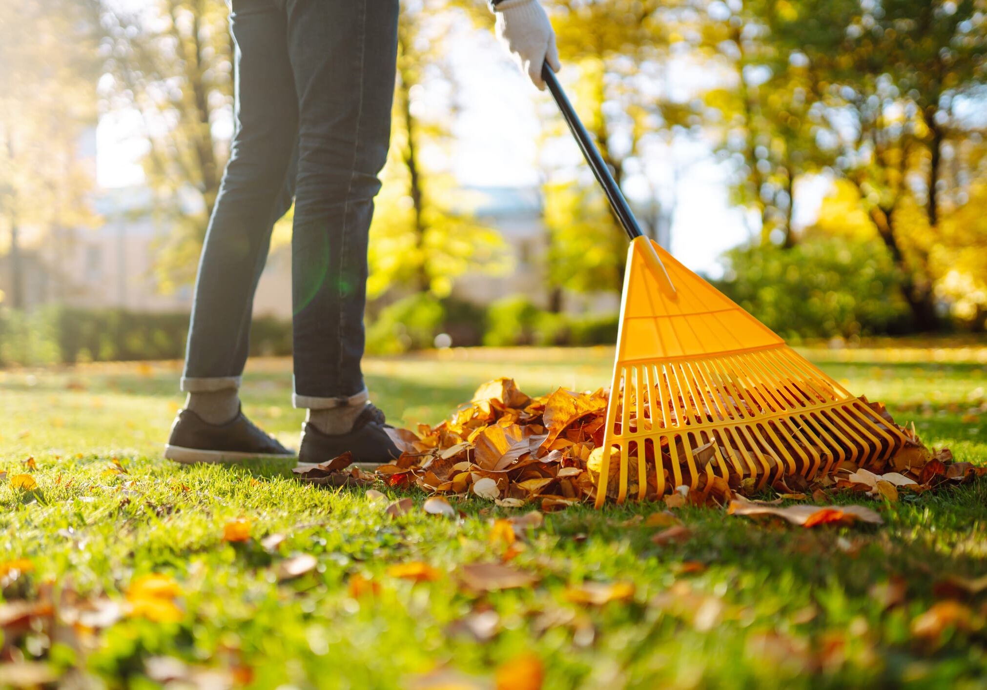 Person raking autumn leaves in park.