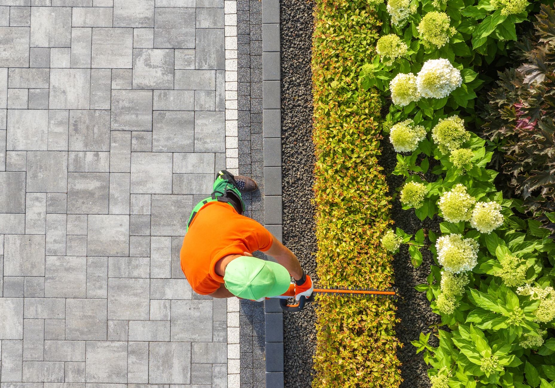 Gardener trimming hedges beside paved walkway.