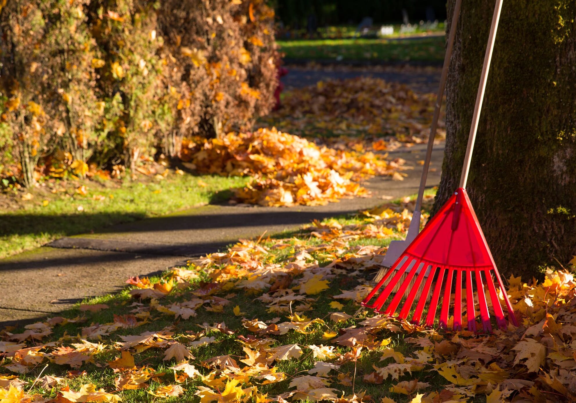 Red rake leaning against tree, autumn leaves.