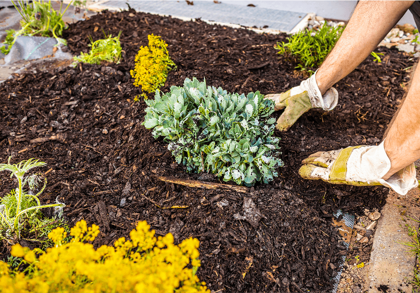 Gardener planting green shrub in mulch.