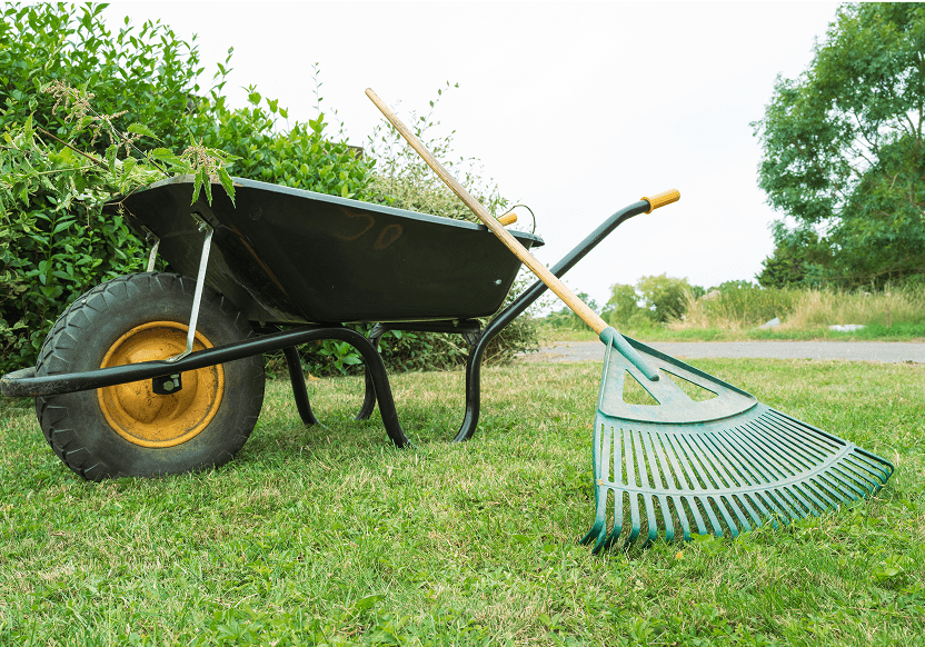 Wheelbarrow and rake on grassy lawn.
