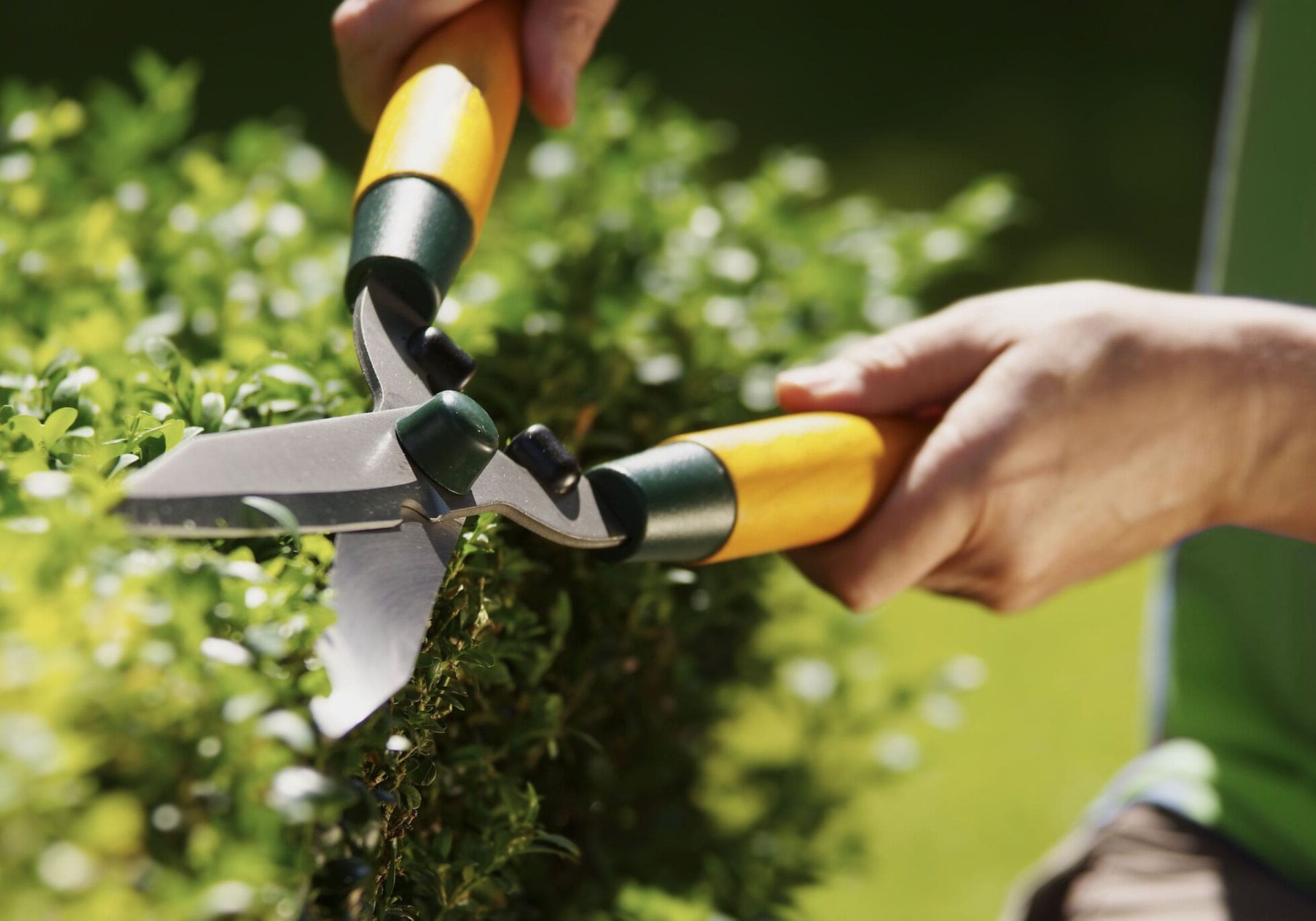 Person trimming hedge with garden shears.